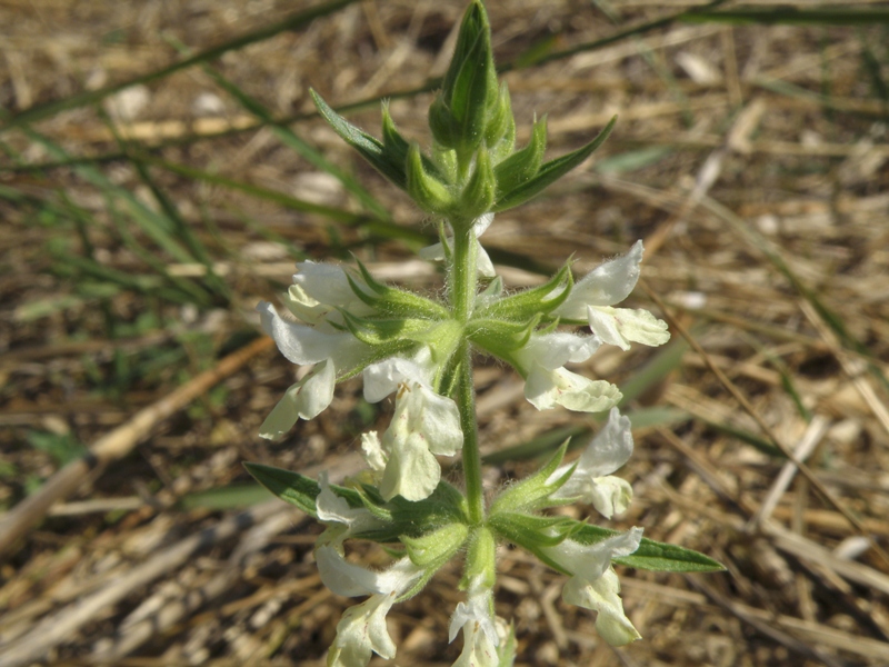 Stachys annua o Stachys recta...?