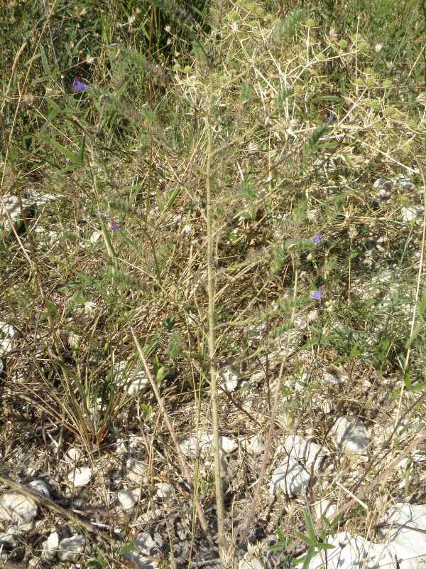 Echium plantagineum