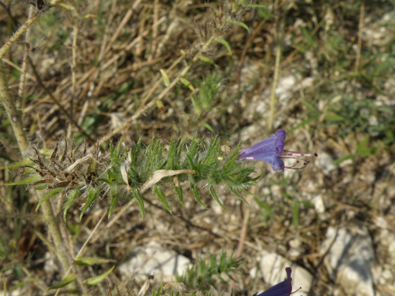 Echium plantagineum