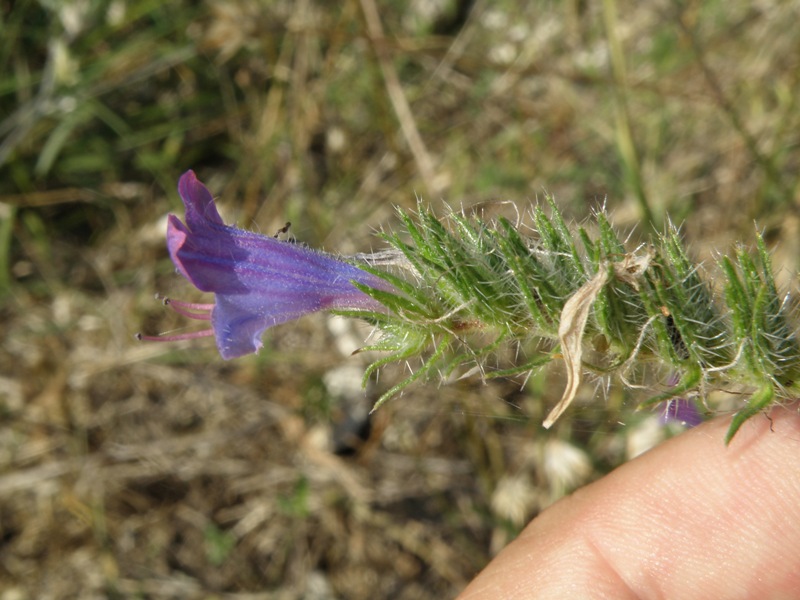 Echium plantagineum