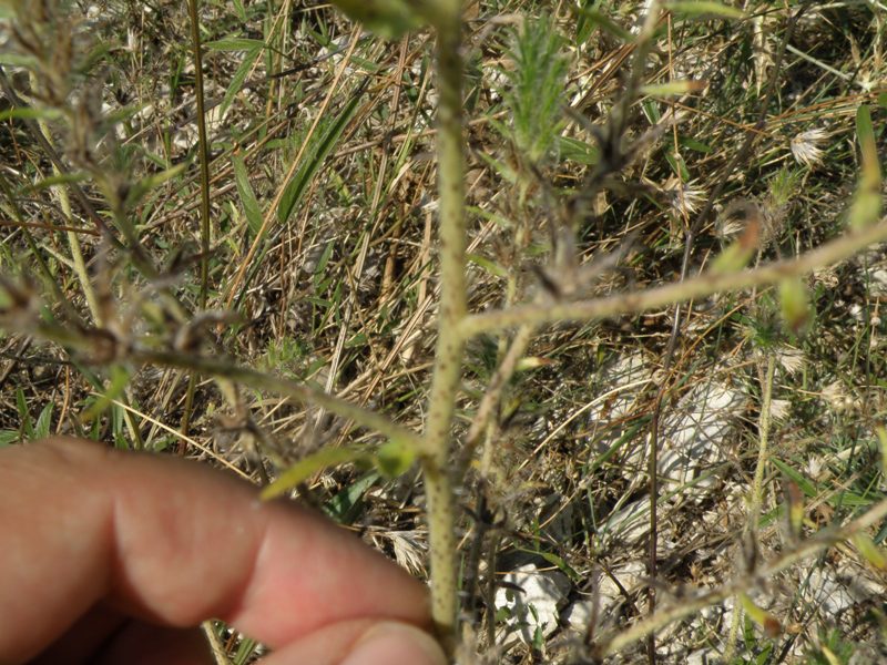 Echium plantagineum