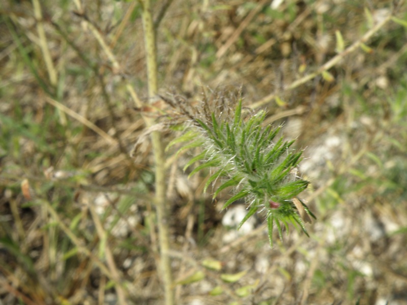 Echium plantagineum