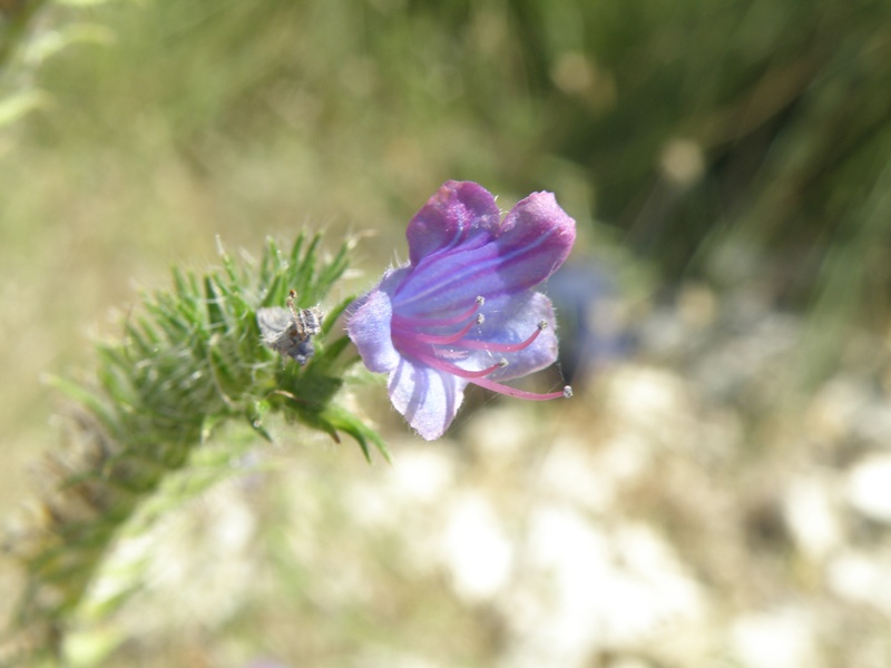 Echium plantagineum