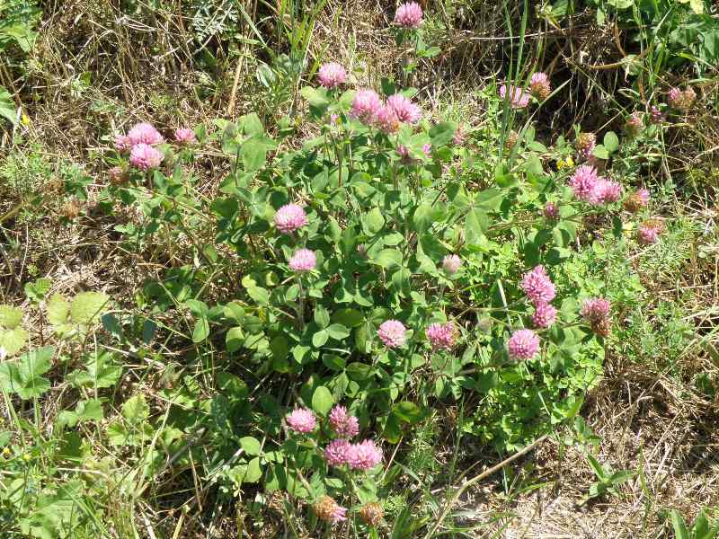 Trifolium pratense L.