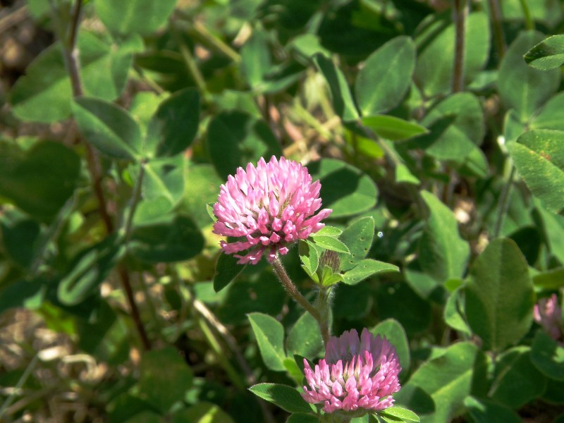 Trifolium pratense L.