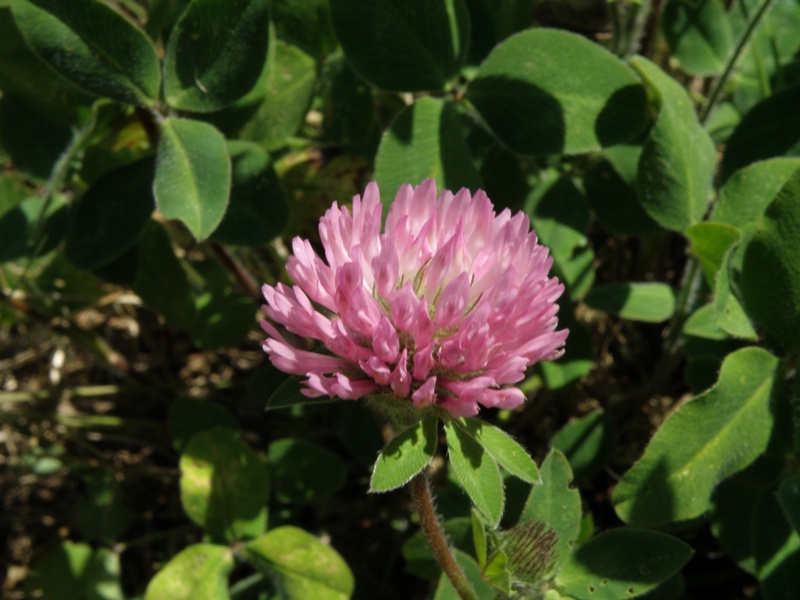 Trifolium pratense L.