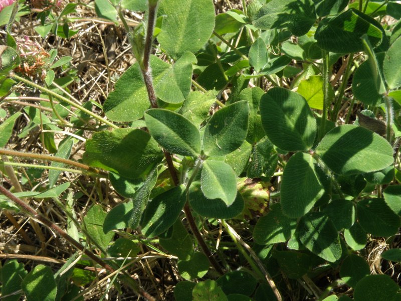 Trifolium pratense L.