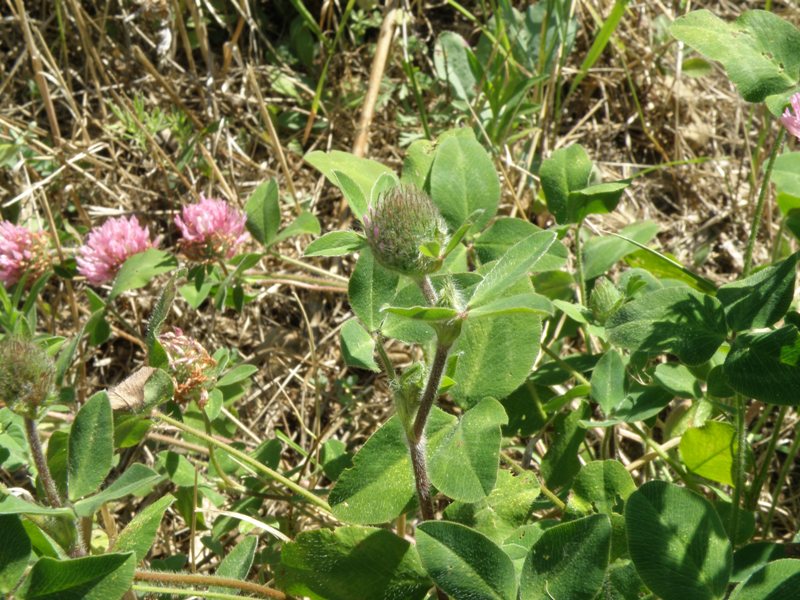 Trifolium pratense L.