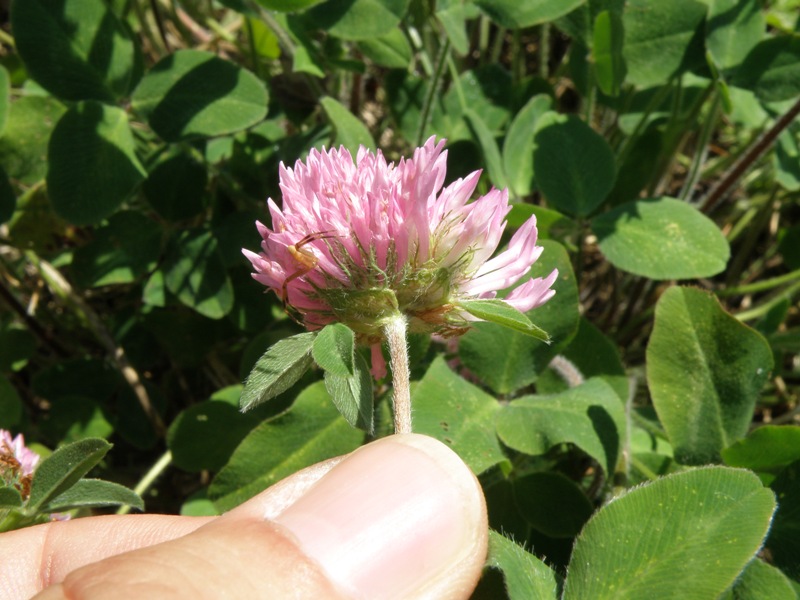 Trifolium pratense L.