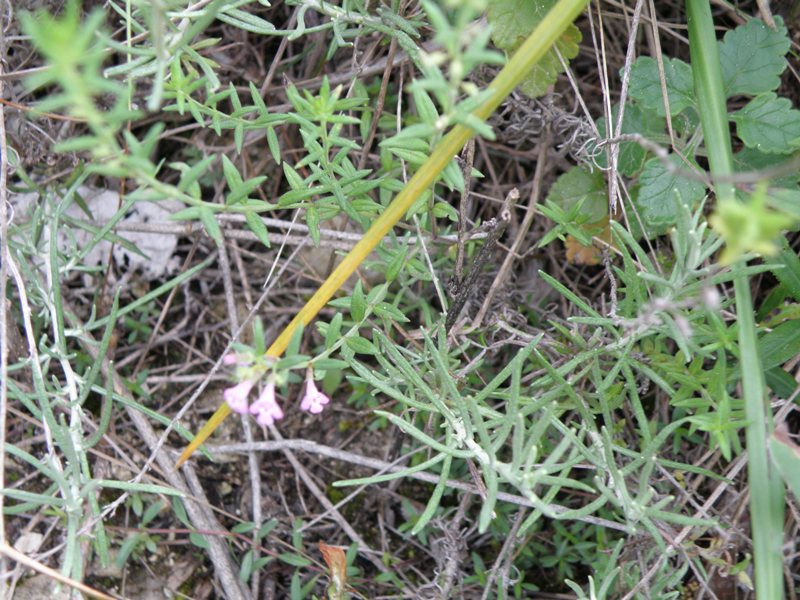 Micromeria graeca