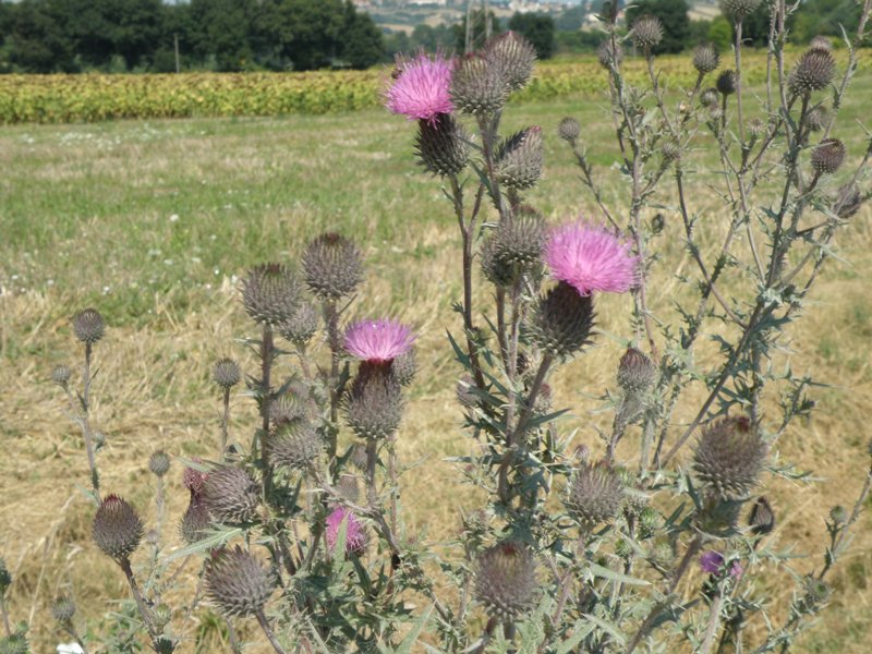 Cirsium vulgare / Cardo asinino