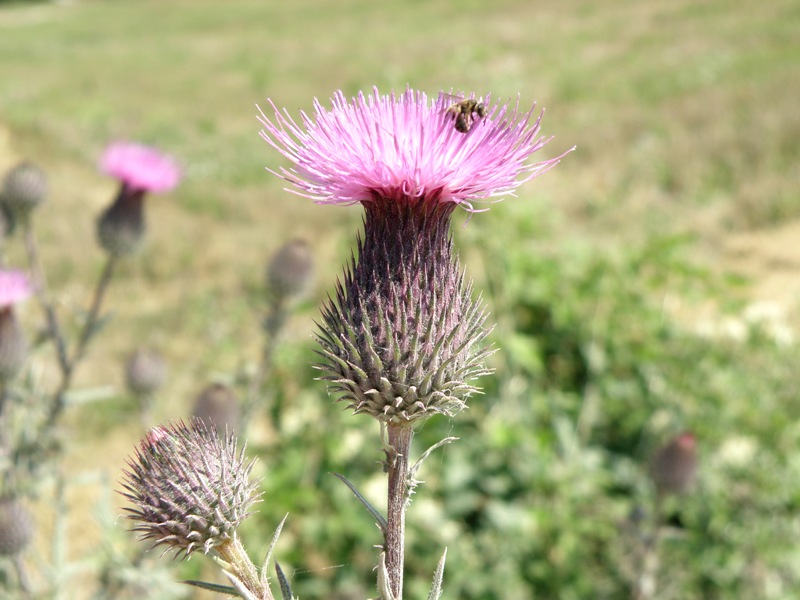 Cirsium vulgare / Cardo asinino