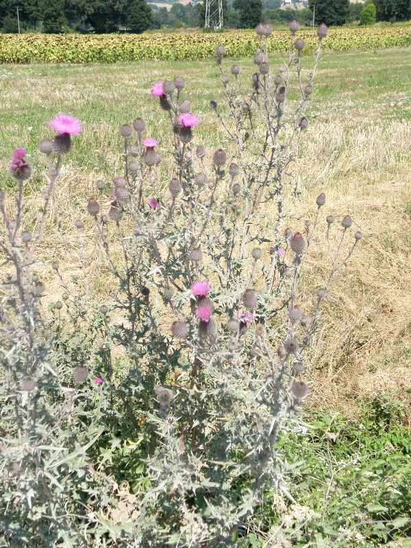 Cirsium vulgare / Cardo asinino