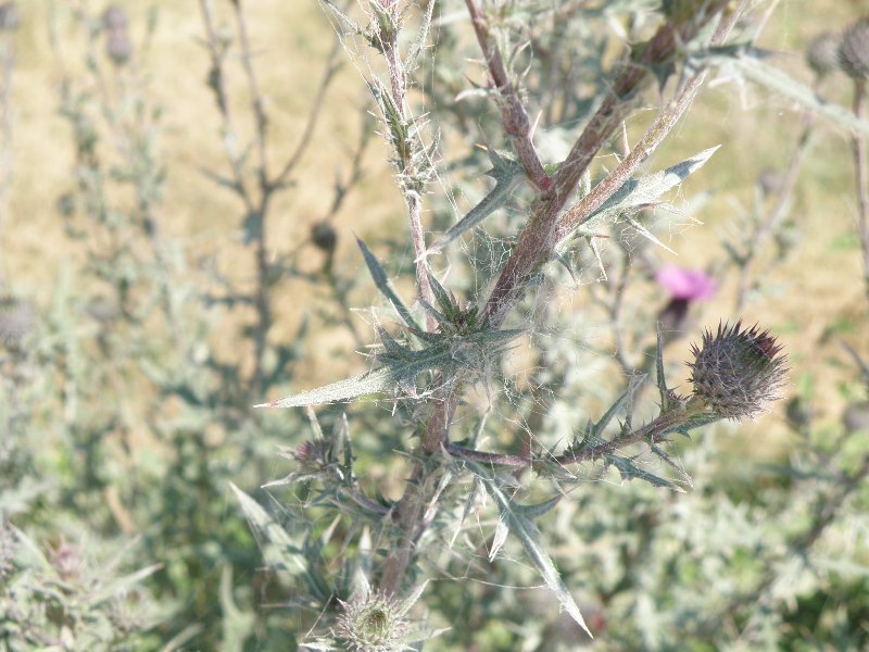 Cirsium vulgare / Cardo asinino