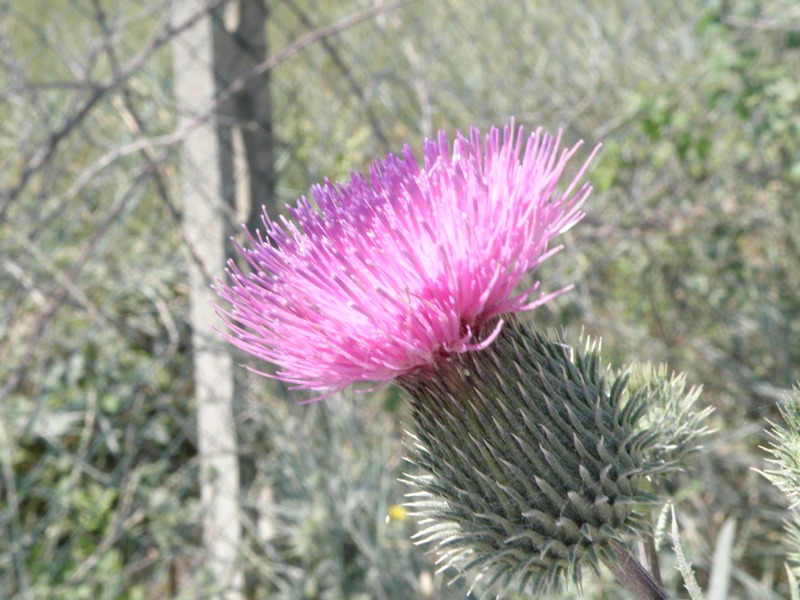 Cirsium vulgare / Cardo asinino