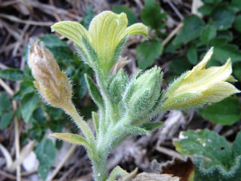 Ecballium elaterium / Cocomero asinino