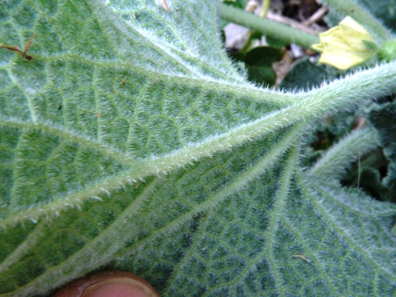 Ecballium elaterium / Cocomero asinino