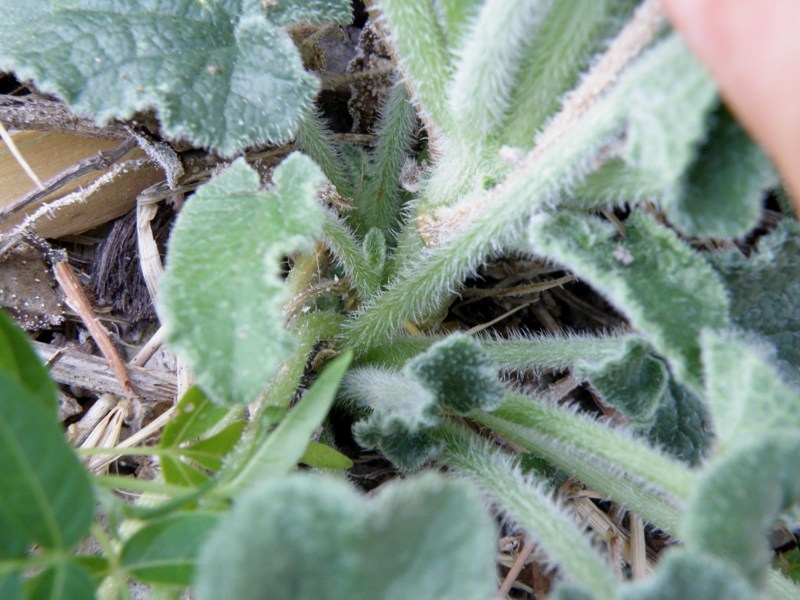 Ecballium elaterium / Cocomero asinino