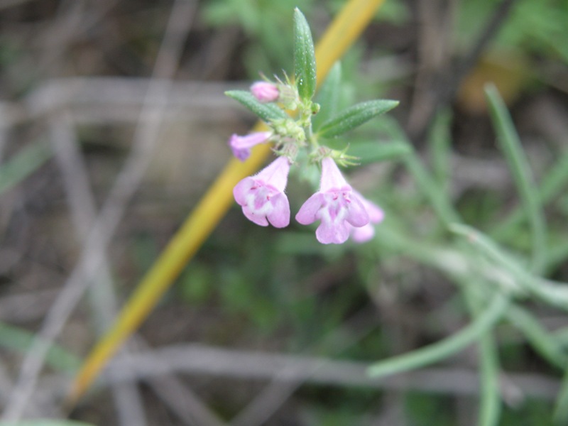 Micromeria graeca