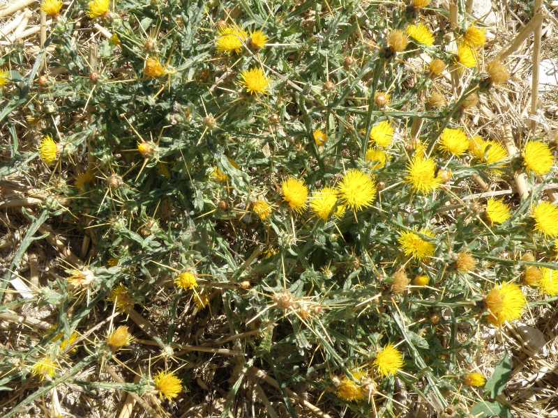 Centaurea solstitialis / Fiordaliso giallo