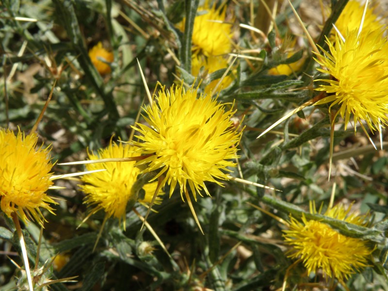 Centaurea solstitialis / Fiordaliso giallo