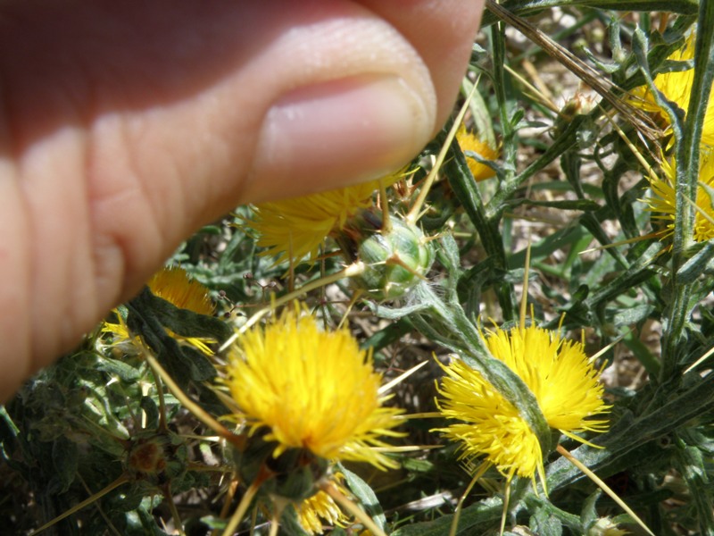 Centaurea solstitialis / Fiordaliso giallo