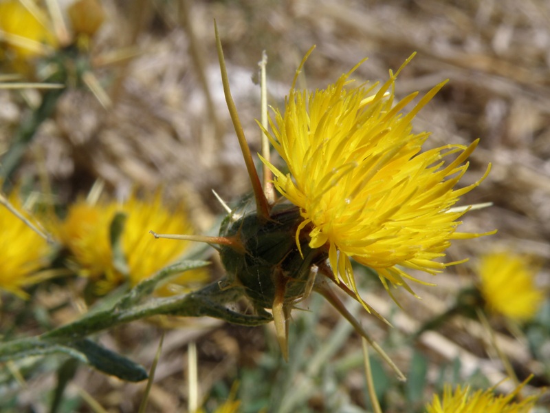 Centaurea solstitialis / Fiordaliso giallo