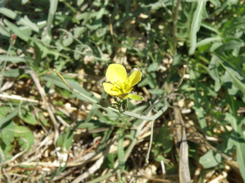 Diplotaxis tenuifolia