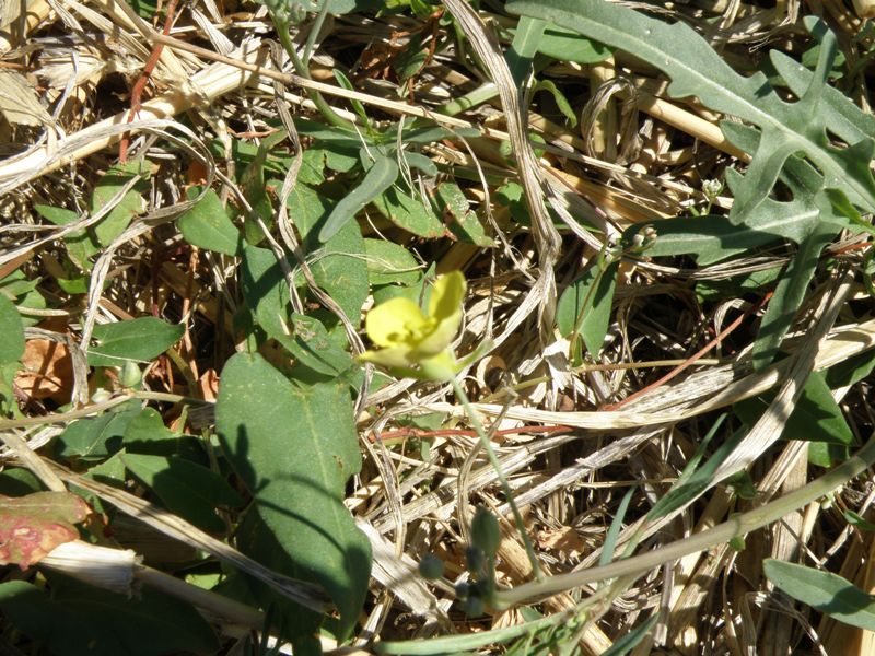 Diplotaxis tenuifolia