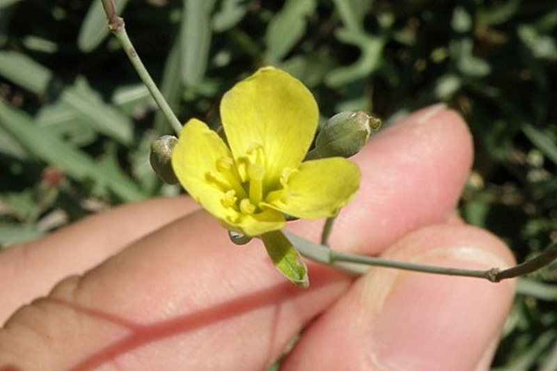 Diplotaxis tenuifolia