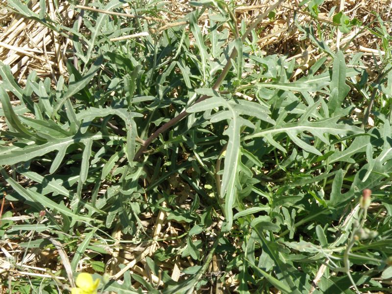 Diplotaxis tenuifolia