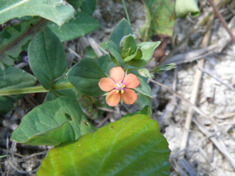 Lysimachia (=Anagallis) arvensis