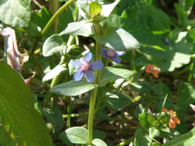 Lysimachia (=Anagallis) arvensis