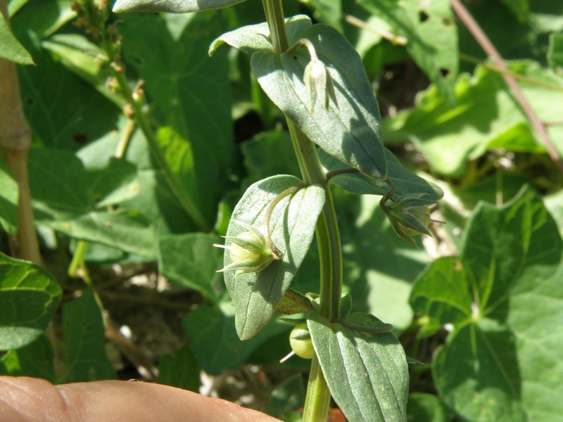 Lysimachia (=Anagallis) arvensis