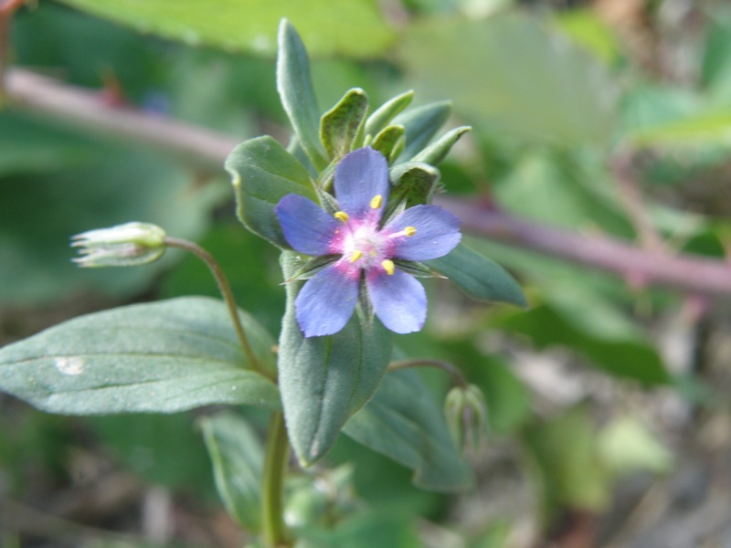 Lysimachia (=Anagallis) arvensis