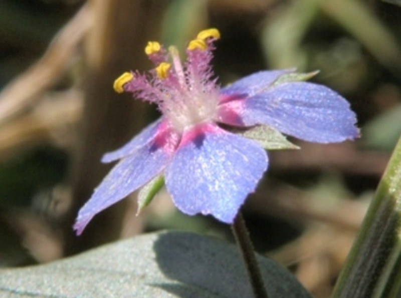 Lysimachia (=Anagallis) arvensis