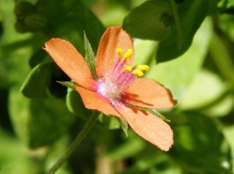 Lysimachia (=Anagallis) arvensis