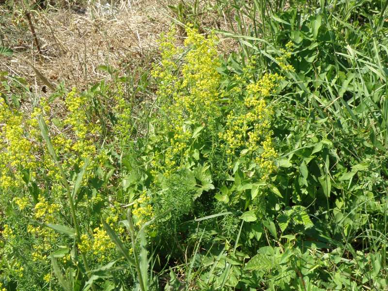 Galium verum