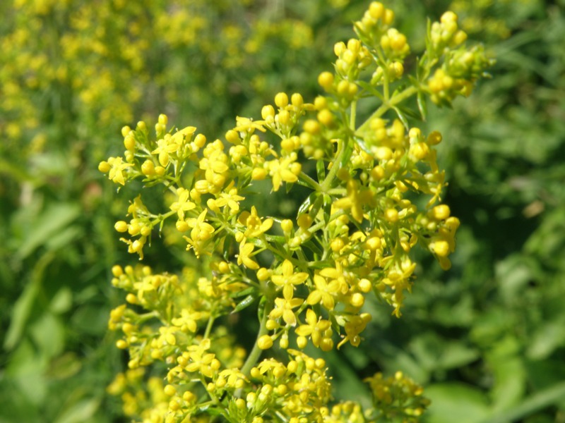 Galium verum