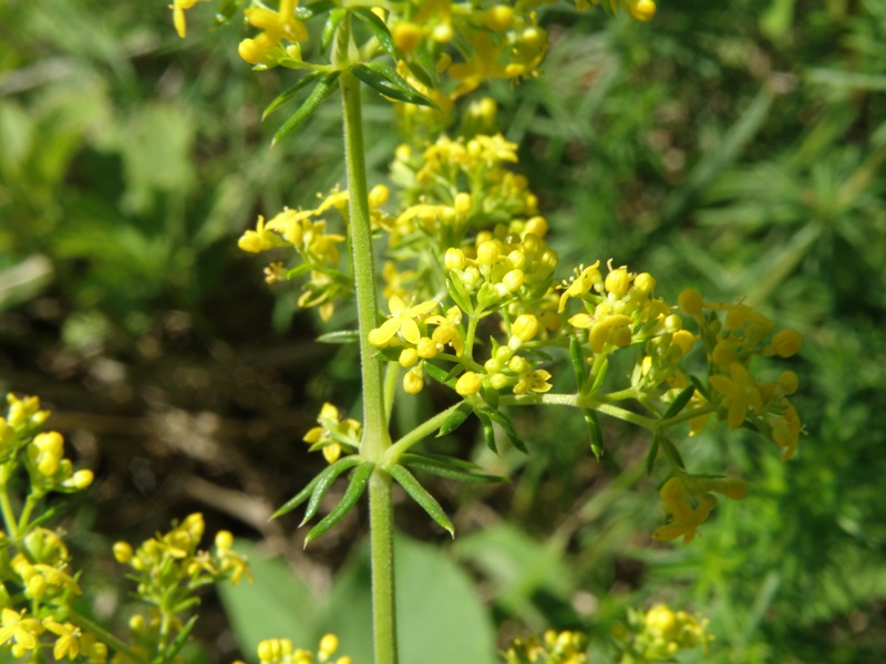 Galium verum