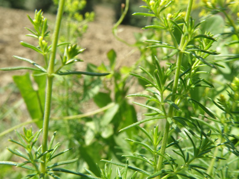 Galium verum