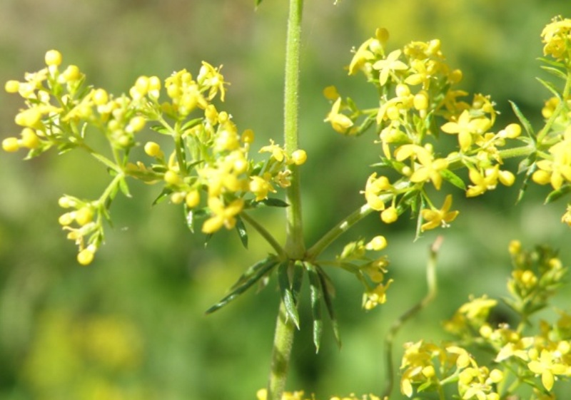 Galium verum