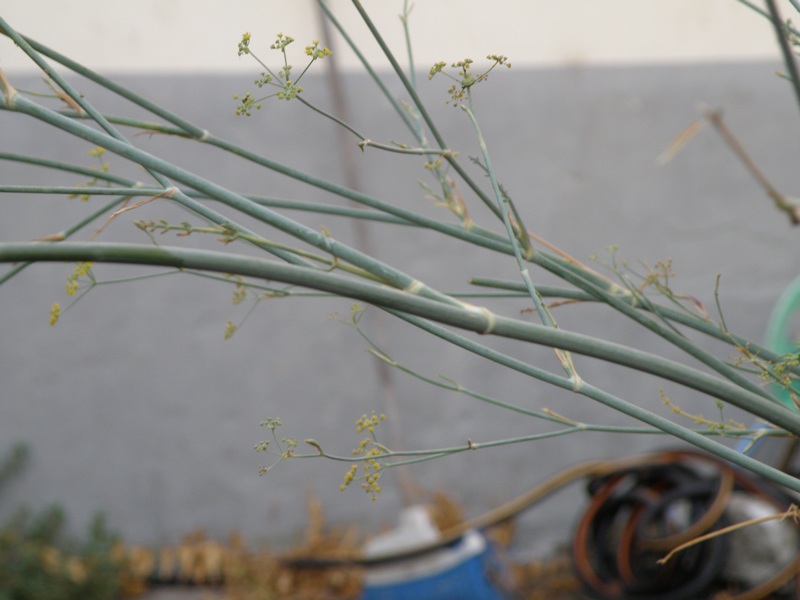 Foeniculum vulgare / finocchio selvatico