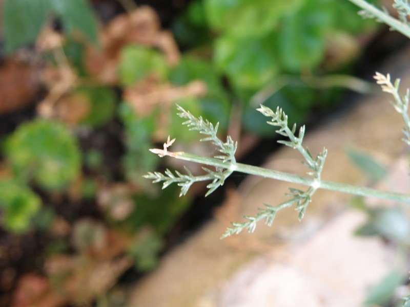 Foeniculum vulgare / finocchio selvatico