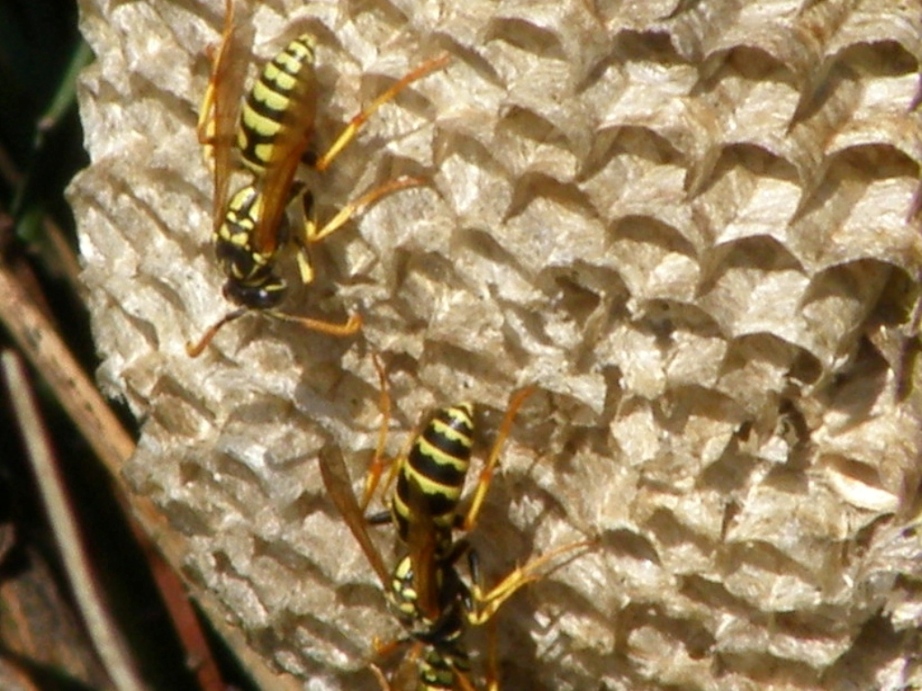 Nido di Polistes