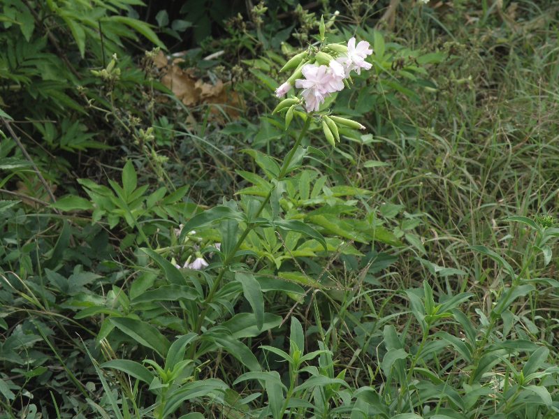 Saponaria officinalis