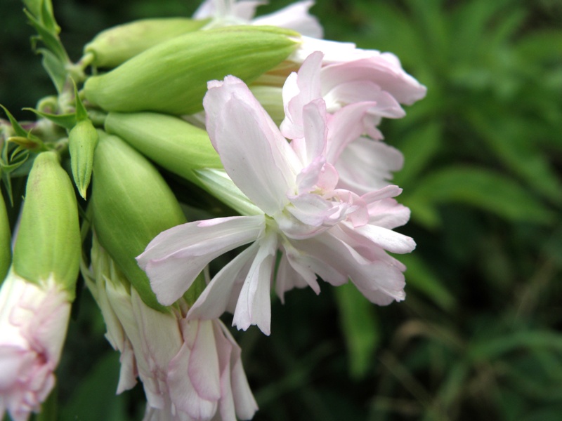 Saponaria officinalis