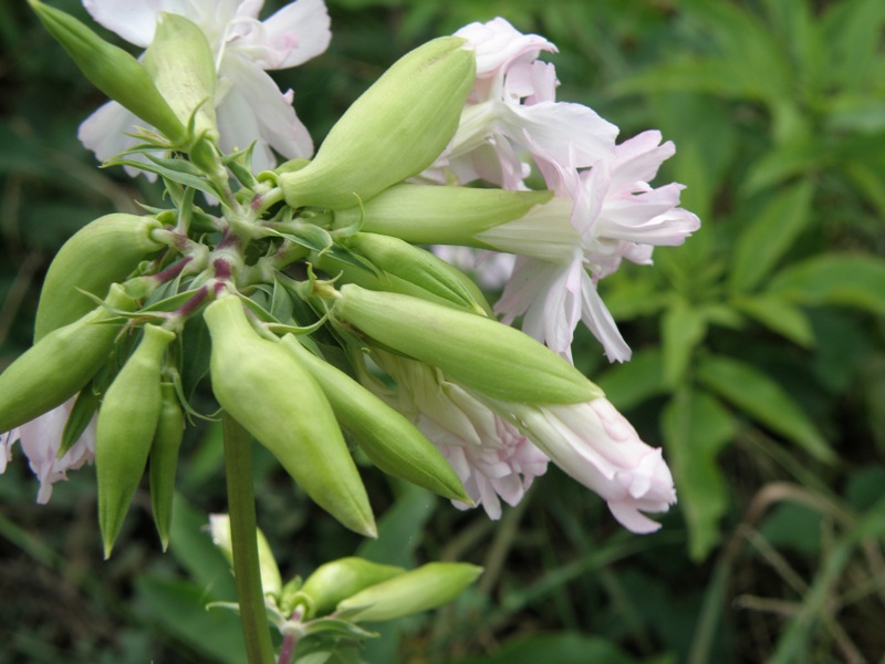 Saponaria officinalis