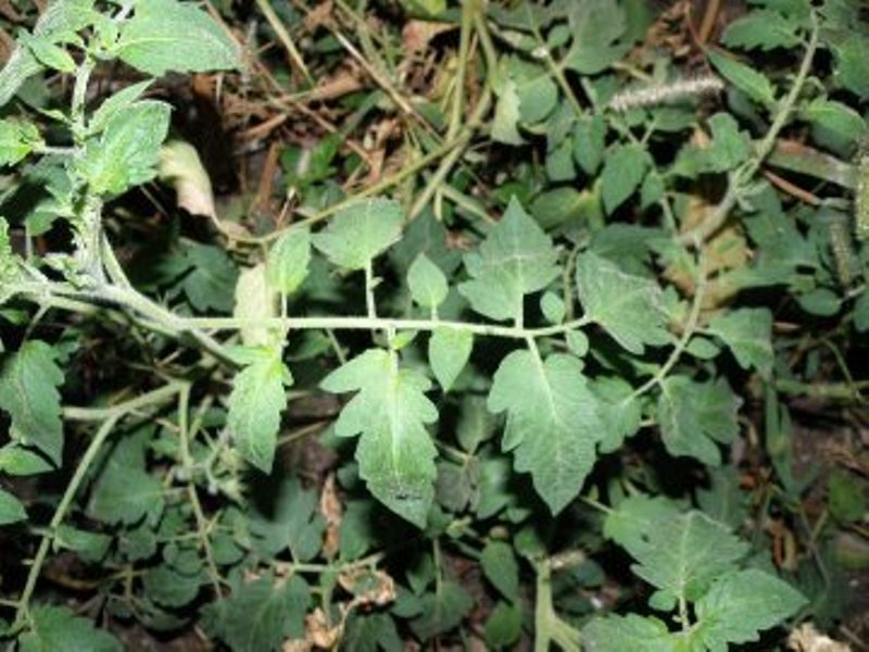 Solanum lycopersicon / pomodoro