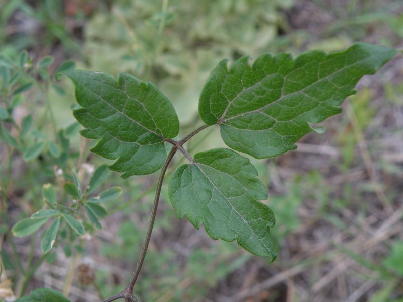 Clematis flammula (e C. vitalba)